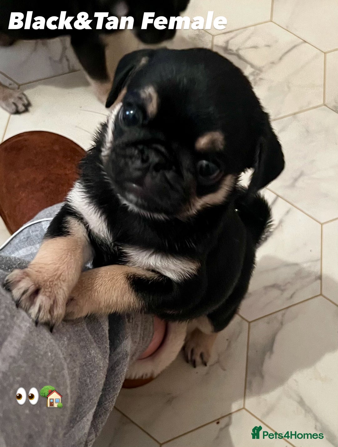 Dog Price Black Male Pug Puppies For Sale Pug Puppies For Sale In
