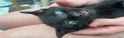 Mixed Breed cats for adoption: Rescue kittens for adoption  - Advert 7