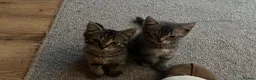 Ragdoll cats for sale: Ragdoll cross tabby kittens - Advert 4
