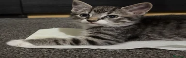 Mowgli