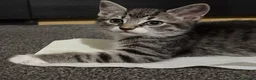 Mixed Breed cats for sale:  Beautiful kittens looking for loving homes  - Advert 16