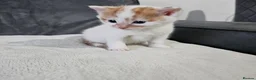 Mixed Breed cats for sale: *LAST KITTEN LEFT* REDUCED Kittens for sale  - Advert 12