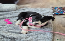 Border Collie dogs for sale: Girl border collie pup - Image 1