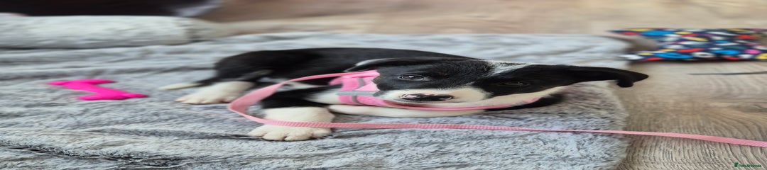 Border Collie Puppy 1