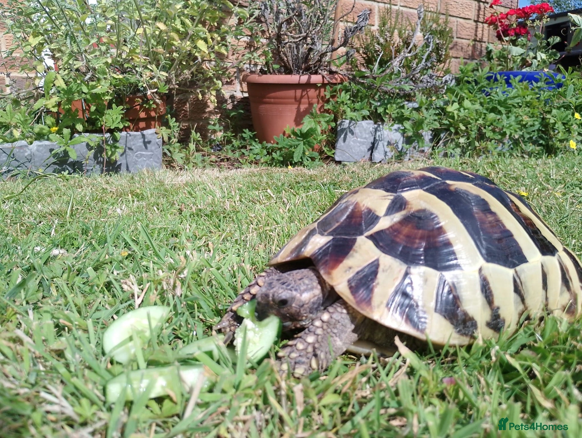 Hermann Tortoise reptiles Hermann Tortoise needs forever home - Advert 2