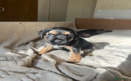 Border Terrier dogs for sale: Border Terrier Puppies - Ready now 🐾  - Image 10