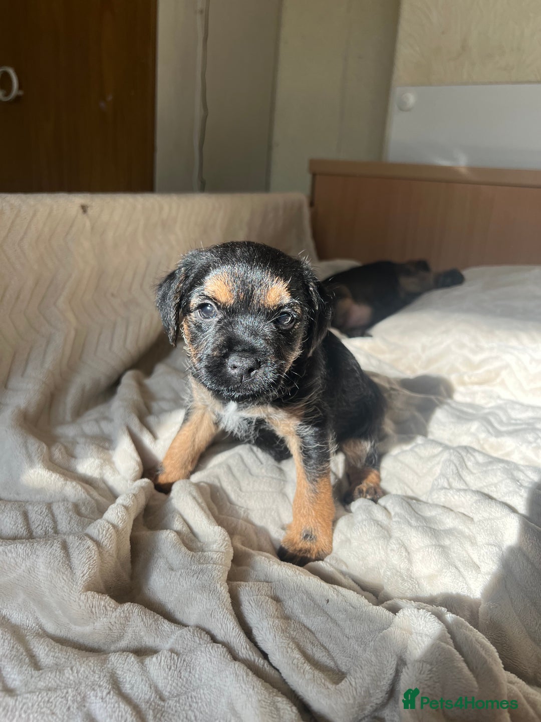 Border Terrier dogs for sale: Border Terrier Puppies - Ready now 🐾  - Image 10