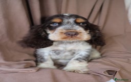 Cocker Spaniel dogs for sale: Championline Cocker Spaniel - Advert 35