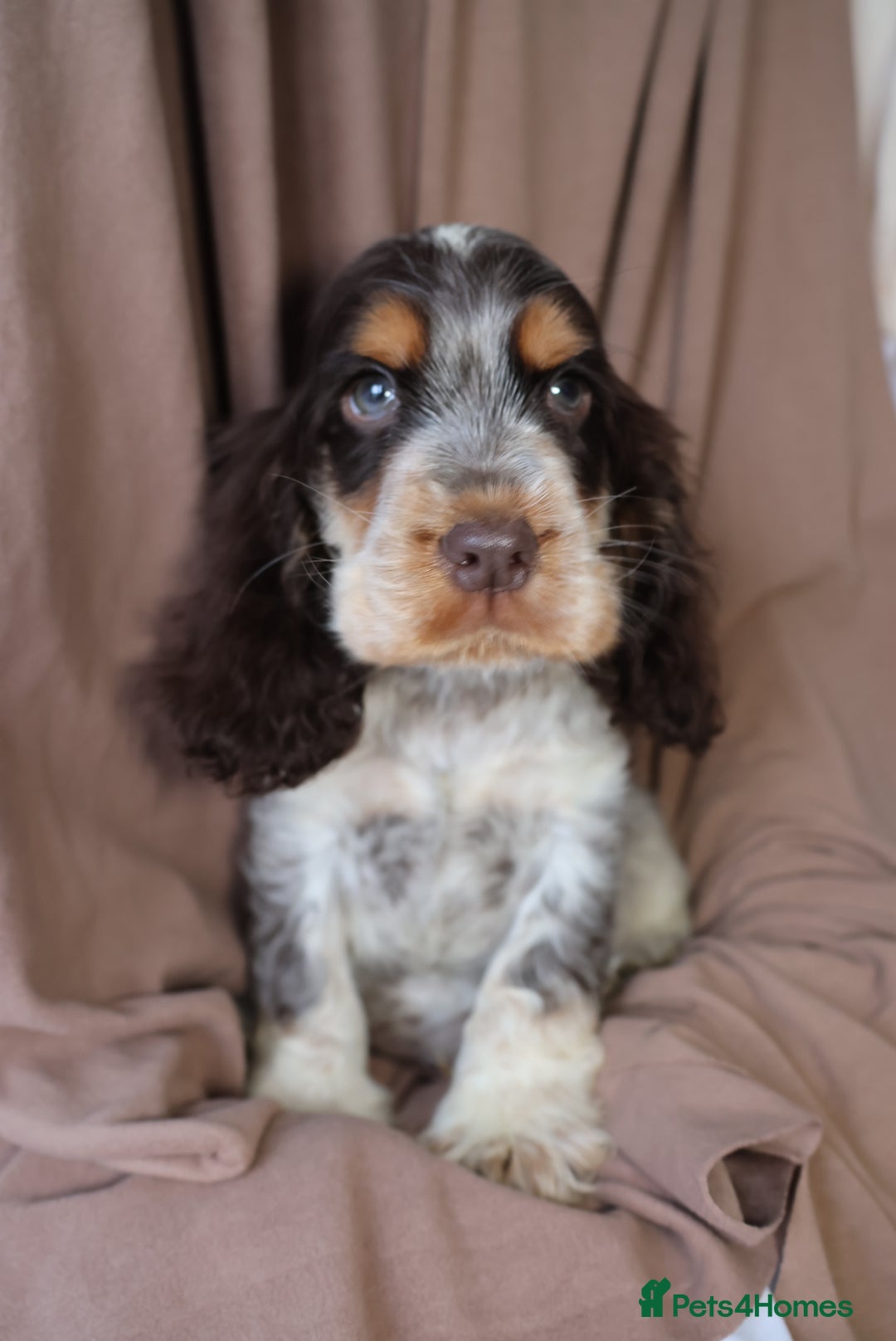 Cocker Spaniel dogs for sale: Championline Cocker Spaniel - Advert 35