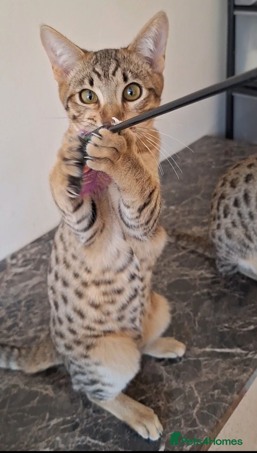 Savannah cats SAVANNAH TICA SBTF6 MERCURY SILVER - Advert 15