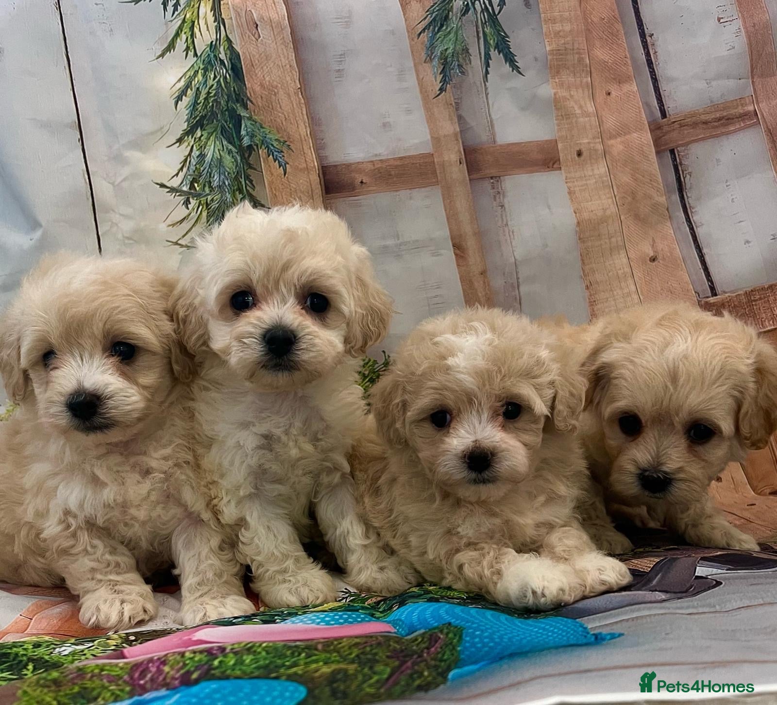 Maltipoo dogs Beautiful maltipoo puppies - Advert 6