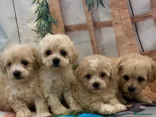 Maltipoo dogs Beautiful maltipoo puppies - Advert 6