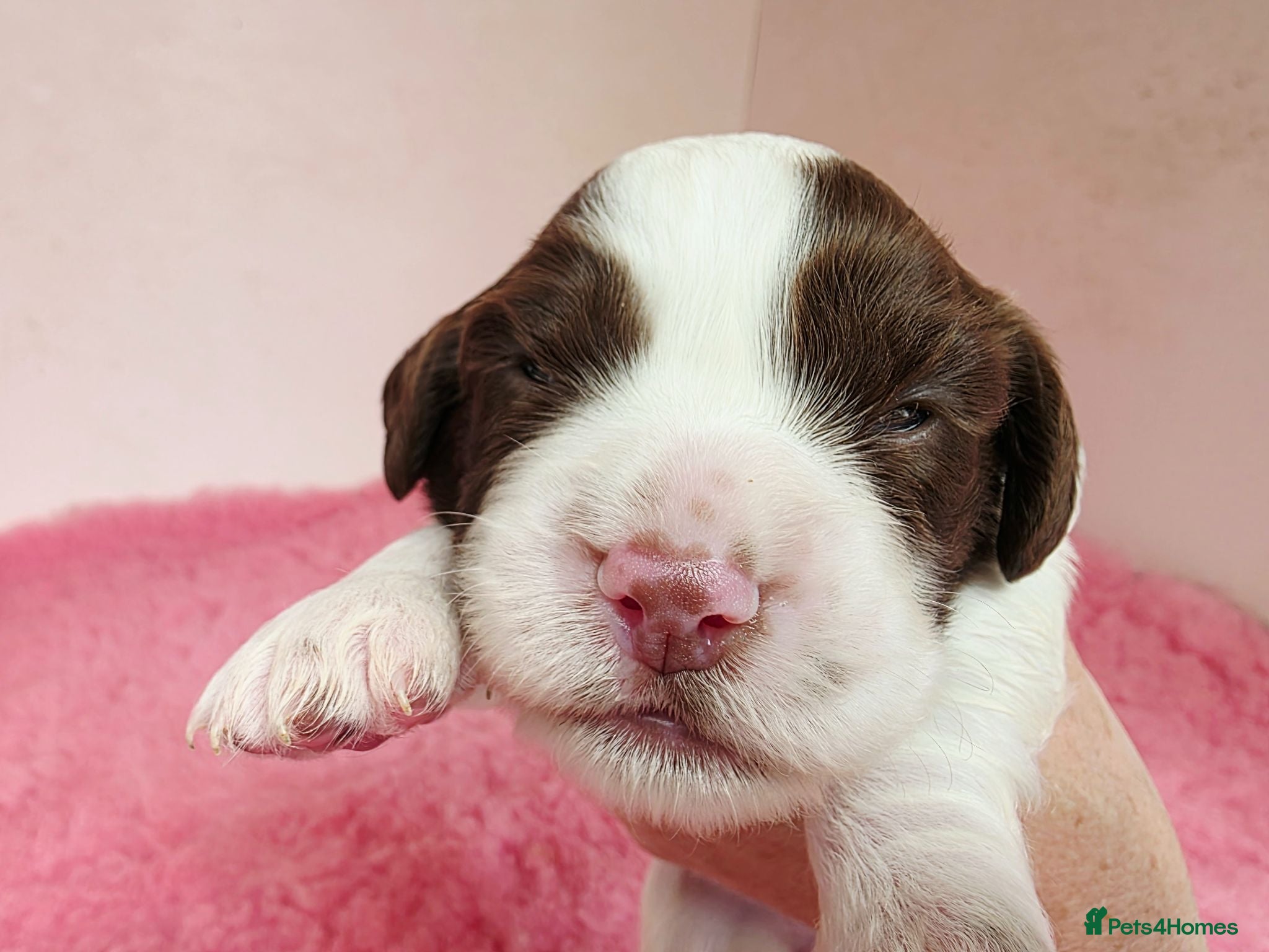 English Springer Spaniel dogs ⭐️ KC Home Reared Tested Springer Pups ⭐️ - Advert 2
