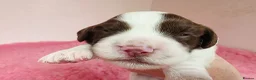 English Springer Spaniel dogs for sale: ⭐️ KC Home Reared Tested Springer Pups ⭐️ - Advert 7