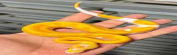 Python Snake reptiles for sale: Various royal pythons from £25 upwards  - Advert 5