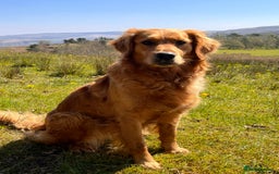 Golden Retriever dogs for sale: KC Registered Golden Retriever Puppies  - Image 13