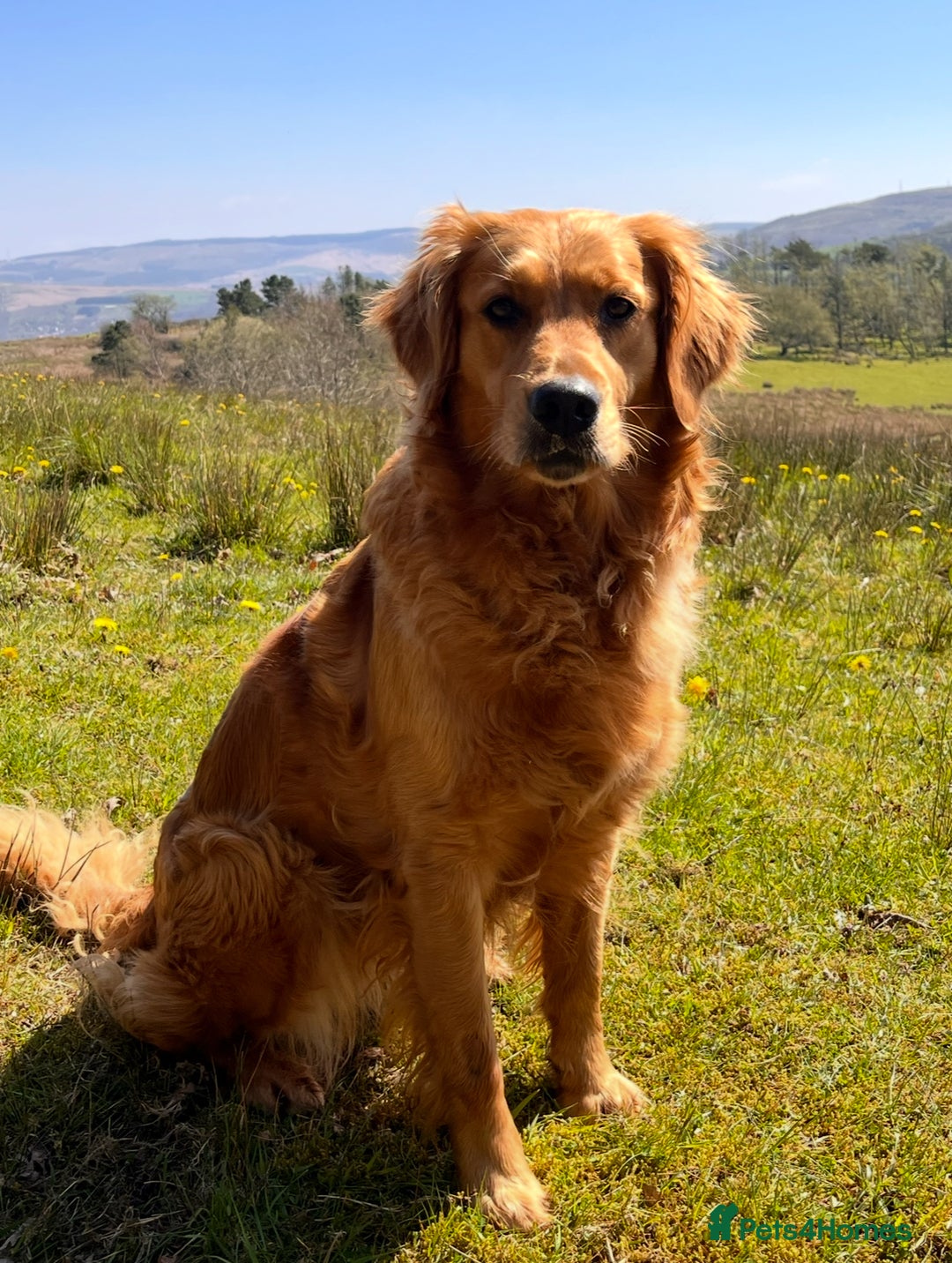 Golden Retriever dogs for sale: KC Registered Golden Retriever Puppies  - Image 13