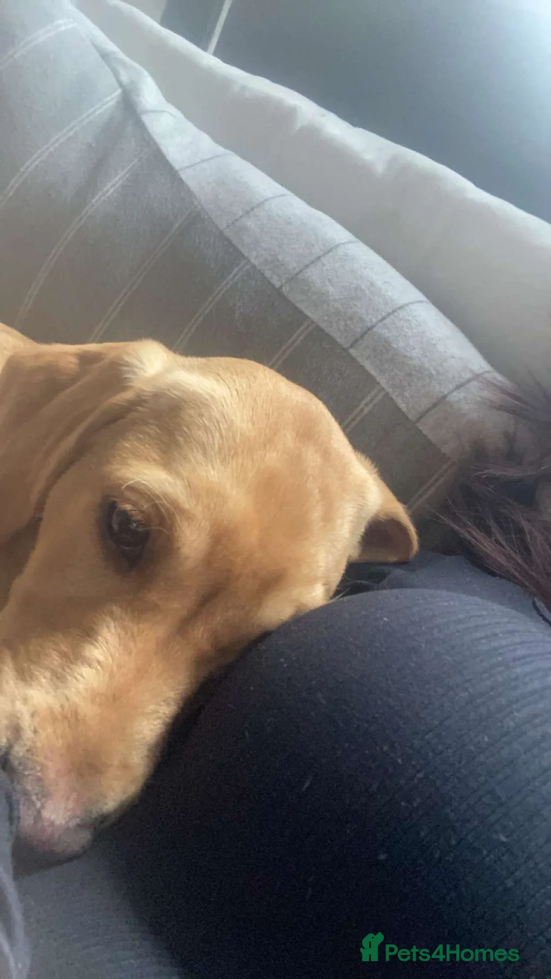 Labrador Retriever dogs for sale: Red fox Labrador - Advert 2