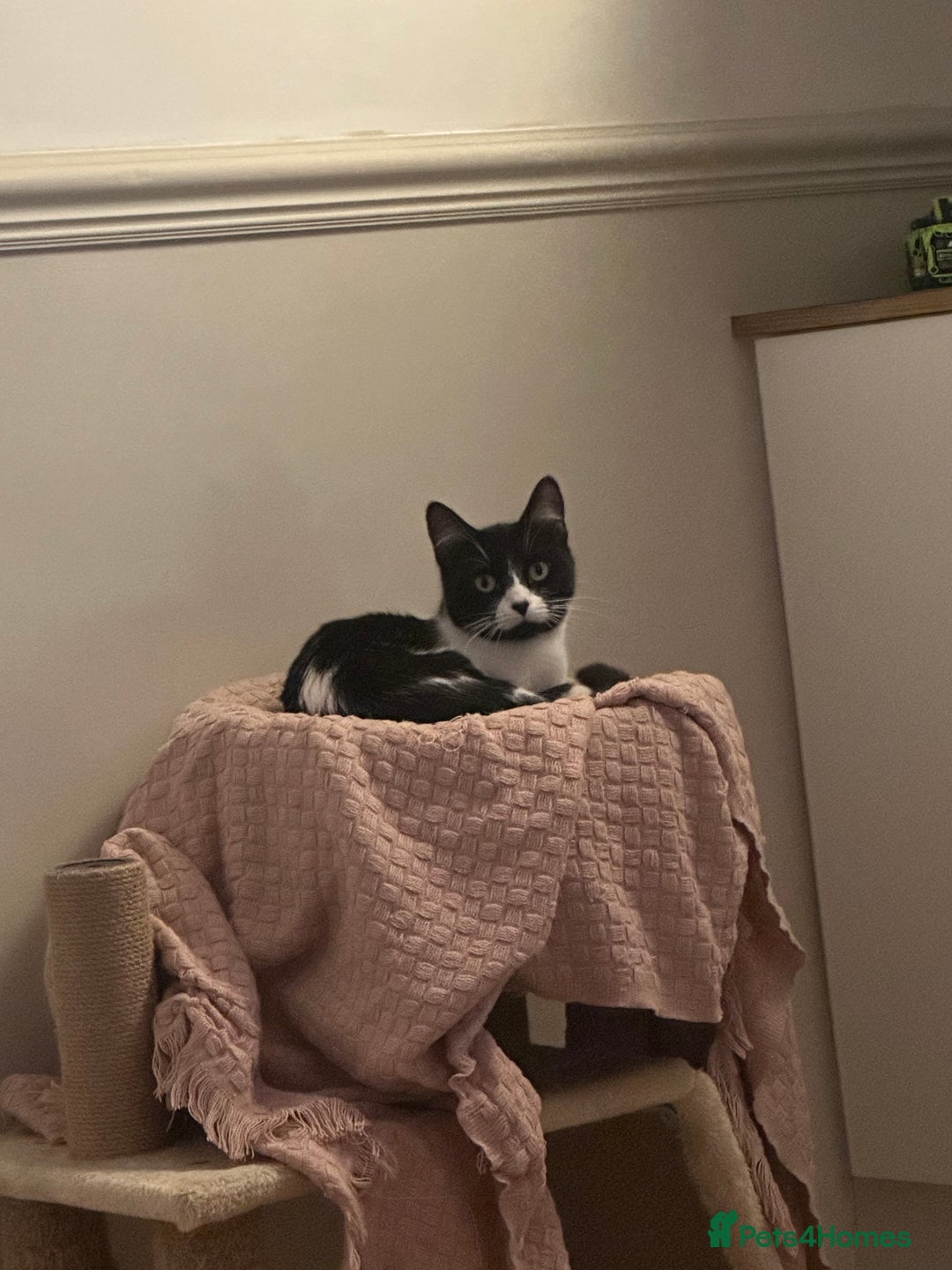 Mixed Breed cats for sale: Margot - Image 1