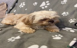 Shih Tzu dogs for sale: imperial karishishi shih tzu boys  - Image 14