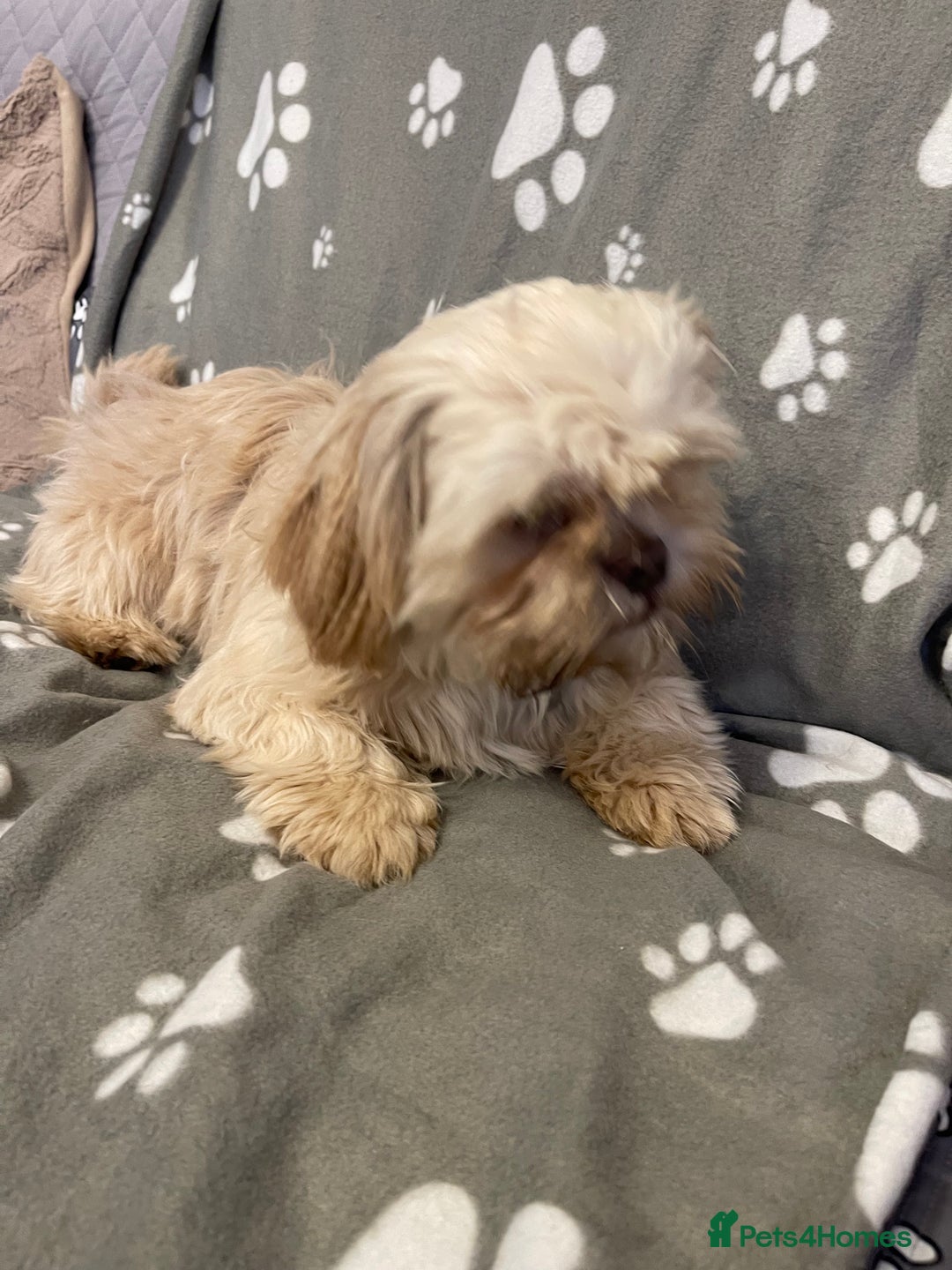Shih Tzu dogs for sale: imperial karishishi shih tzu boys  - Image 14