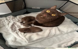 British Shorthair cats for sale: Chocolate brown British shorthair kittens  - Image 8