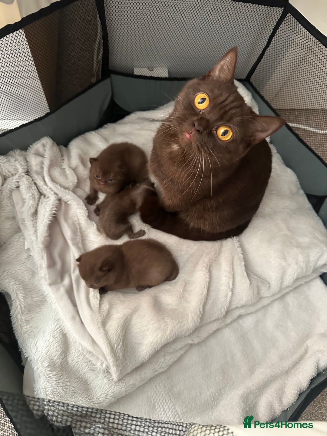 British Shorthair cats for sale: Chocolate brown British shorthair kittens  - Image 8
