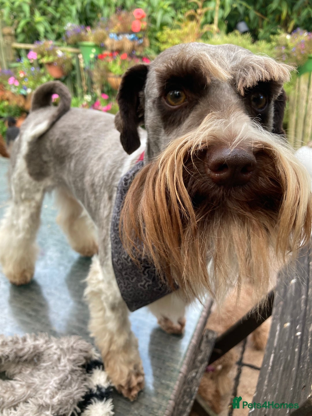 Miniature Schnauzer dogs for stud: KC CHOC/WHITE MIN SCHNAUZER BVA AND MAC CLEAR in Coventry - Advert 14