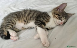 Mixed Breed cats for sale: Beautiful little kitten  - Image 3