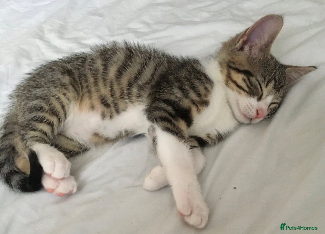 Mixed Breed cats for sale: Beautiful little kitten  - Image 3