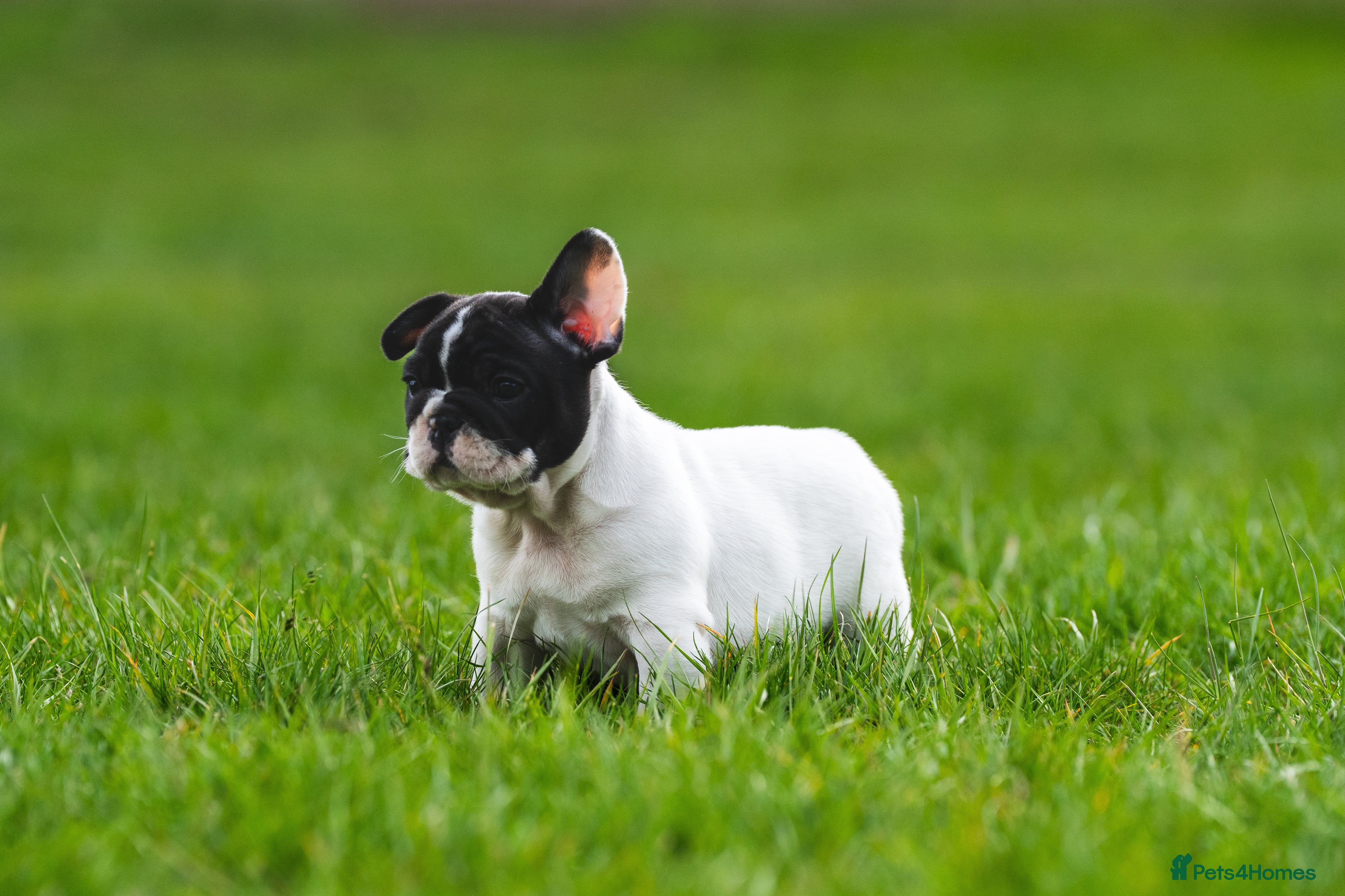 French Bulldog Puppy 3