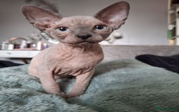 Sphynx cats for sale: FIFe stunning kittens - Image 2