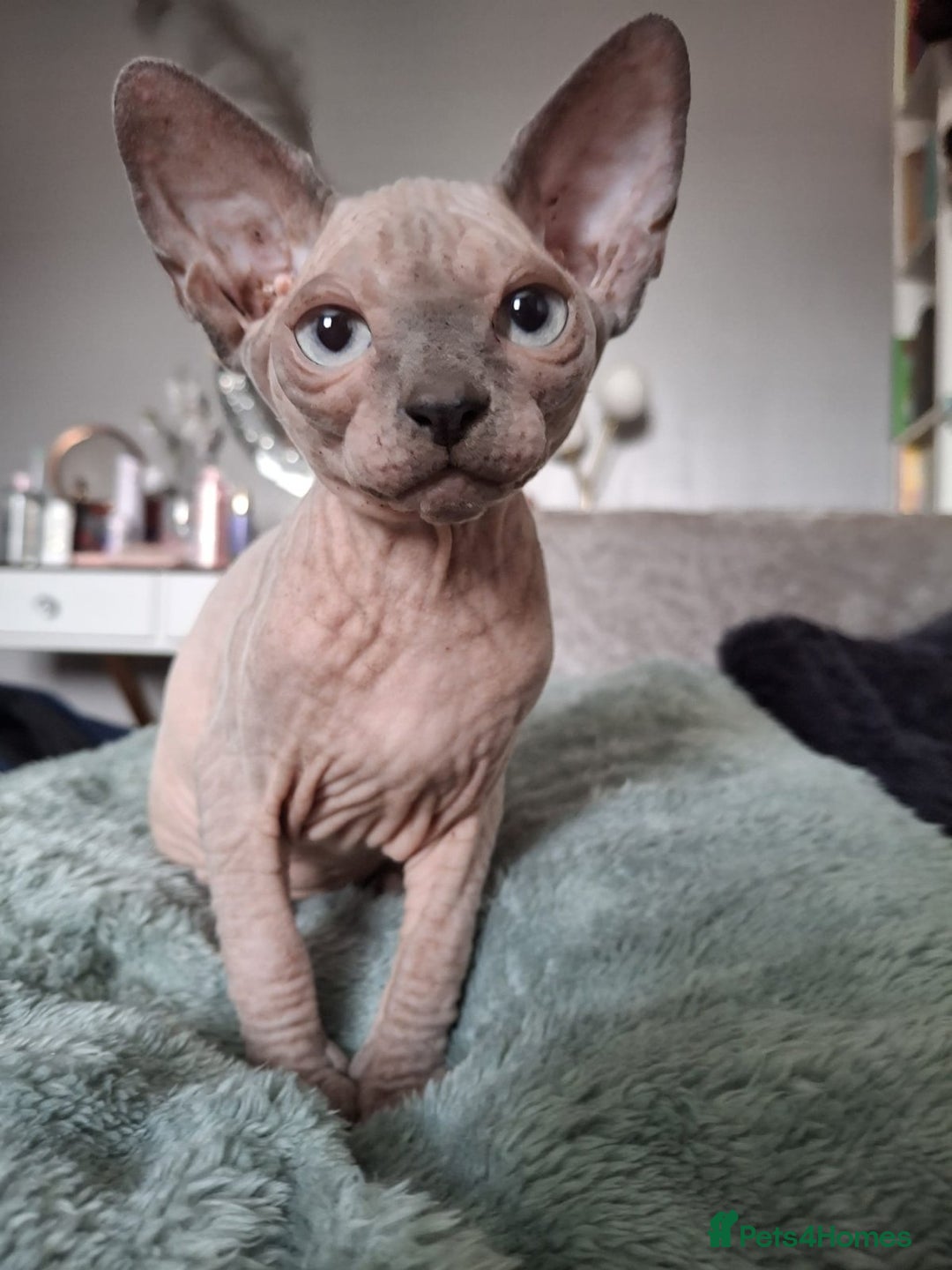 Sphynx cats for sale: FIFe stunning kittens - Image 2