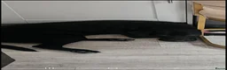 Labrador Retriever dogs for sale: Black Labrador dog - Advert 4