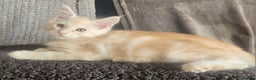 Maine Coon cats for sale: STUNNING XL MAIN COONS  - Advert 1