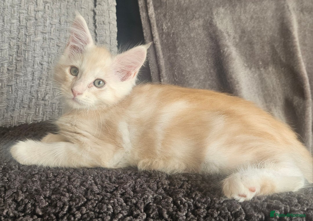 Maine Coon cats for sale: STUNNING XL MAIN COONS  - Advert 1