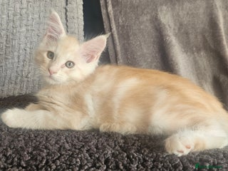 Maine Coon cats STUNNING XL MAIN COONS - Advert 1