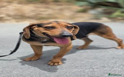Mixed Breed dogs for adoption: Oscar deserves the best home  - Image 2