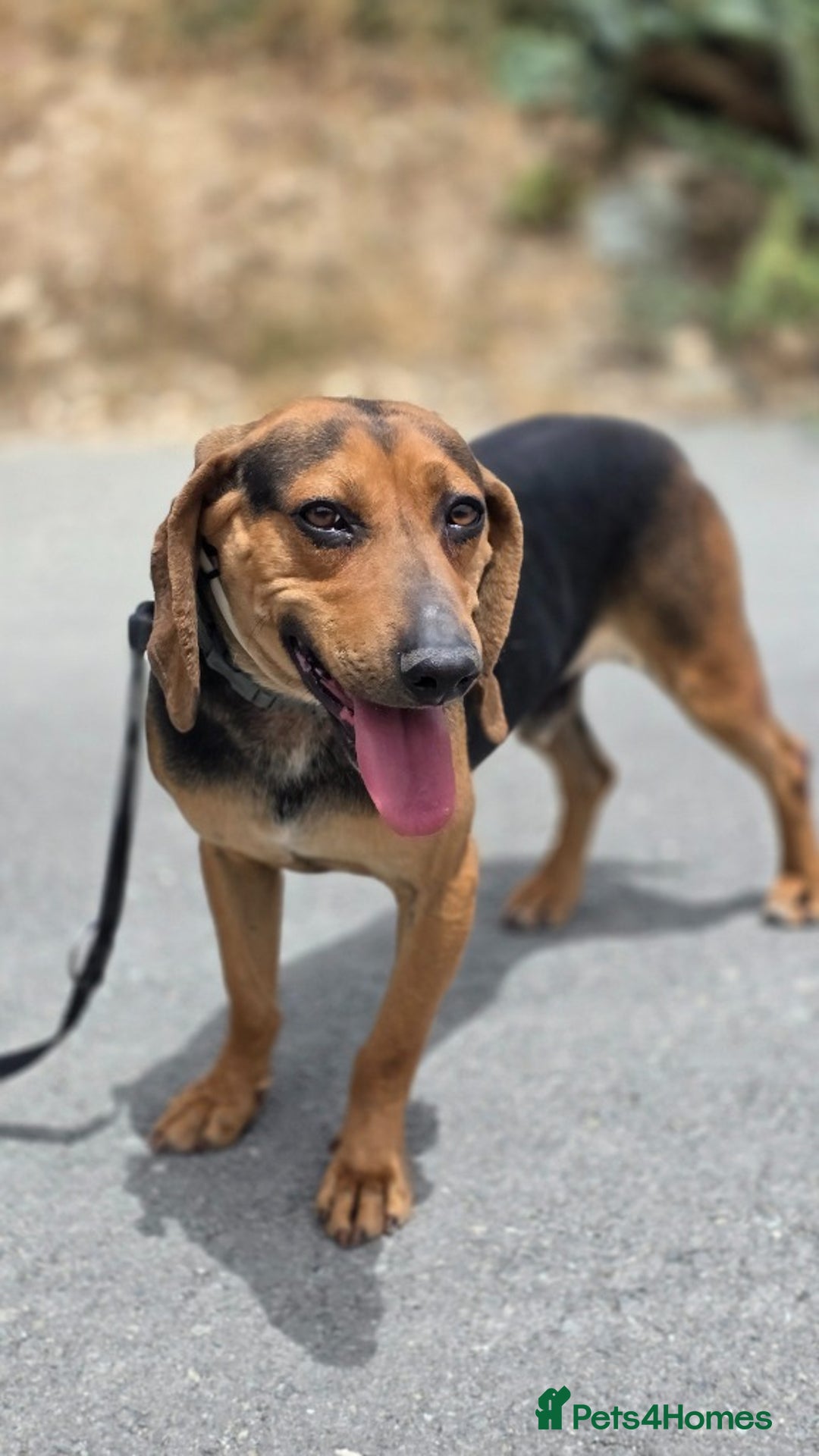 Mixed Breed dogs for adoption: Oscar deserves the best home  - Image 2