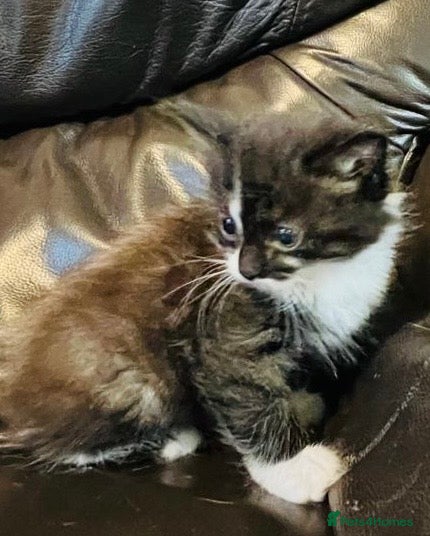 Mixed Breed cats Mainecoon cross  - Advert 1