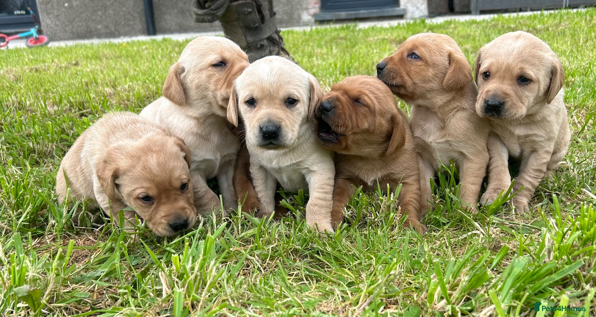 Labrador Retriever dogs Beautiful Litter of Labrador Puppies - Advert 10