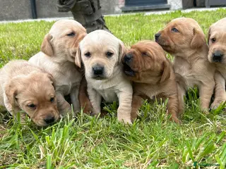 Labrador Retriever dogs Beautiful Litter of Labrador Puppies - Advert 1