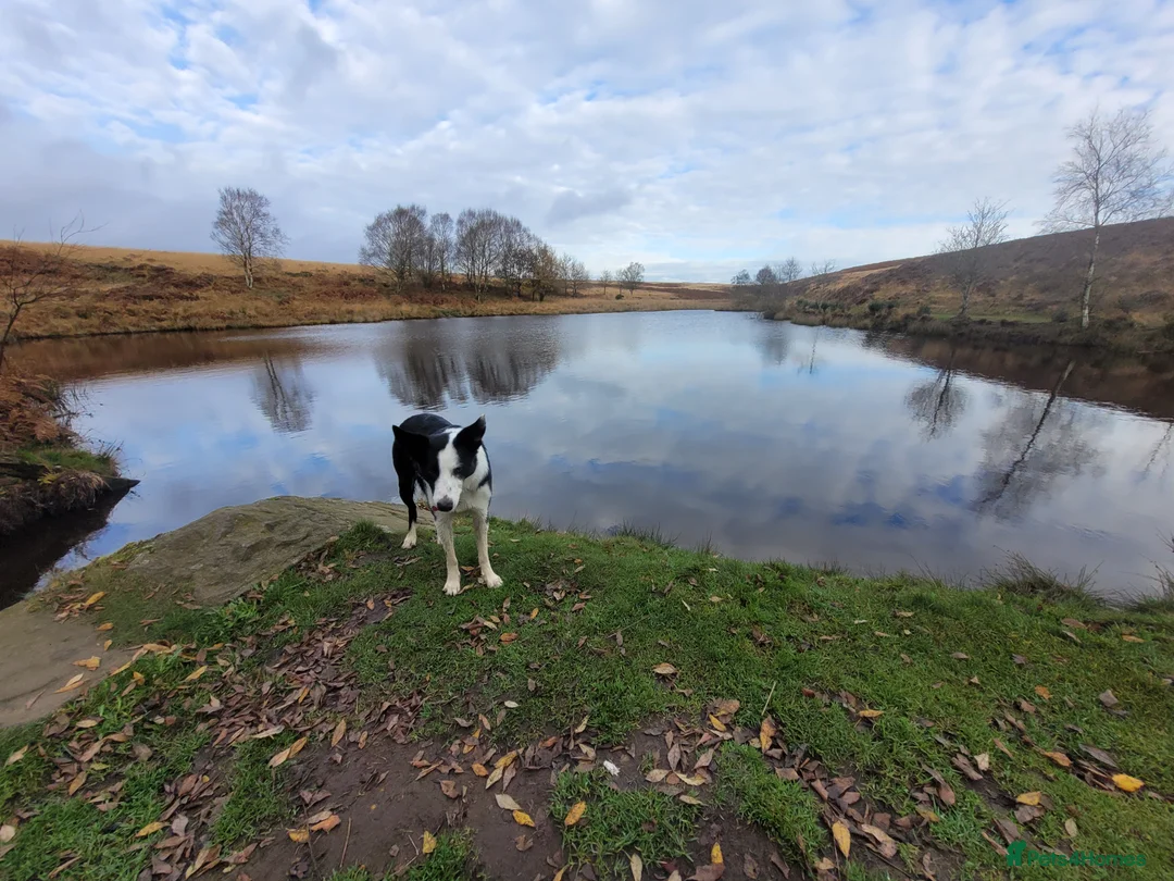 Border Collie dogs for stud: Milo for stud (PROVEN) in Chesterfield - Advert 33
