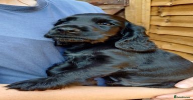 Cocker Spaniel dogs - Advert 16