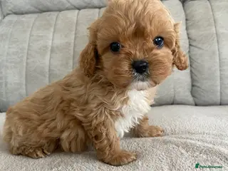 Cavapoo dogs F1 Cavapoo health tested - Advert 1