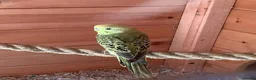 Budgerigars birds for sale: Young budgies - Advert 4