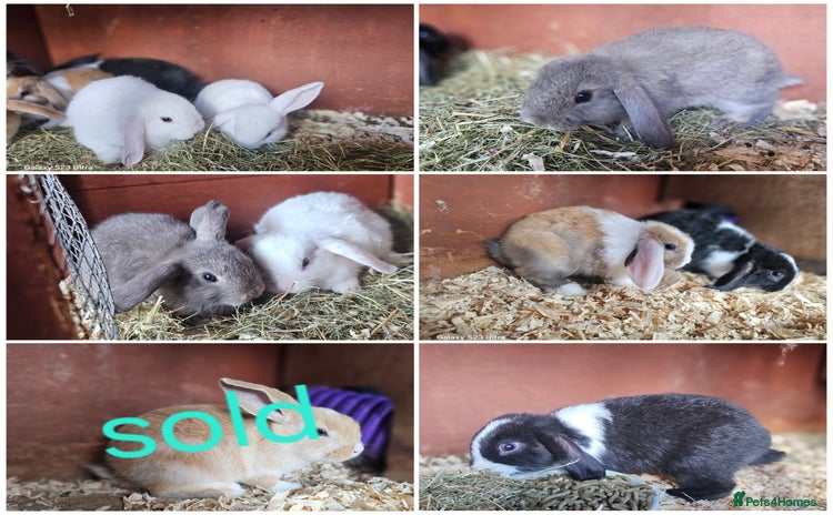 Mini Lop rabbits - Advert 2