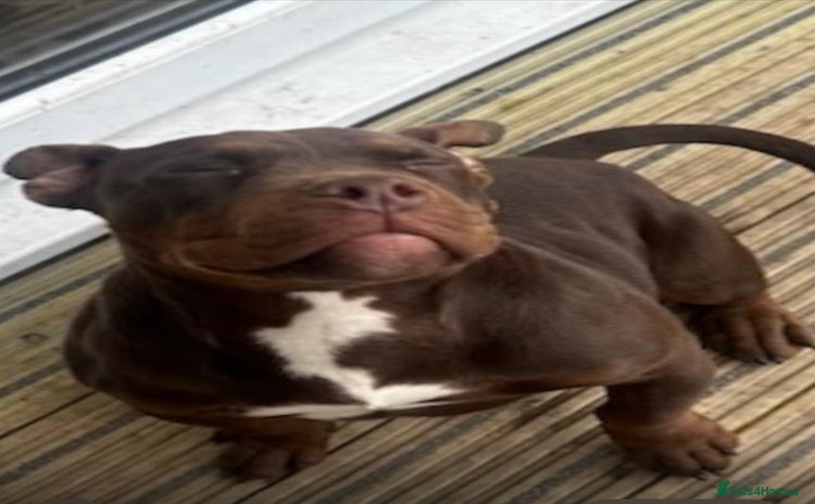 American Bully dogs - Advert 14