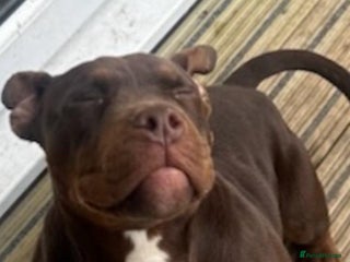 American Bully dogs - Advert 6