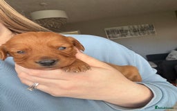 Cockapoo dogs for sale: Cockapoo Puppies - Image 5